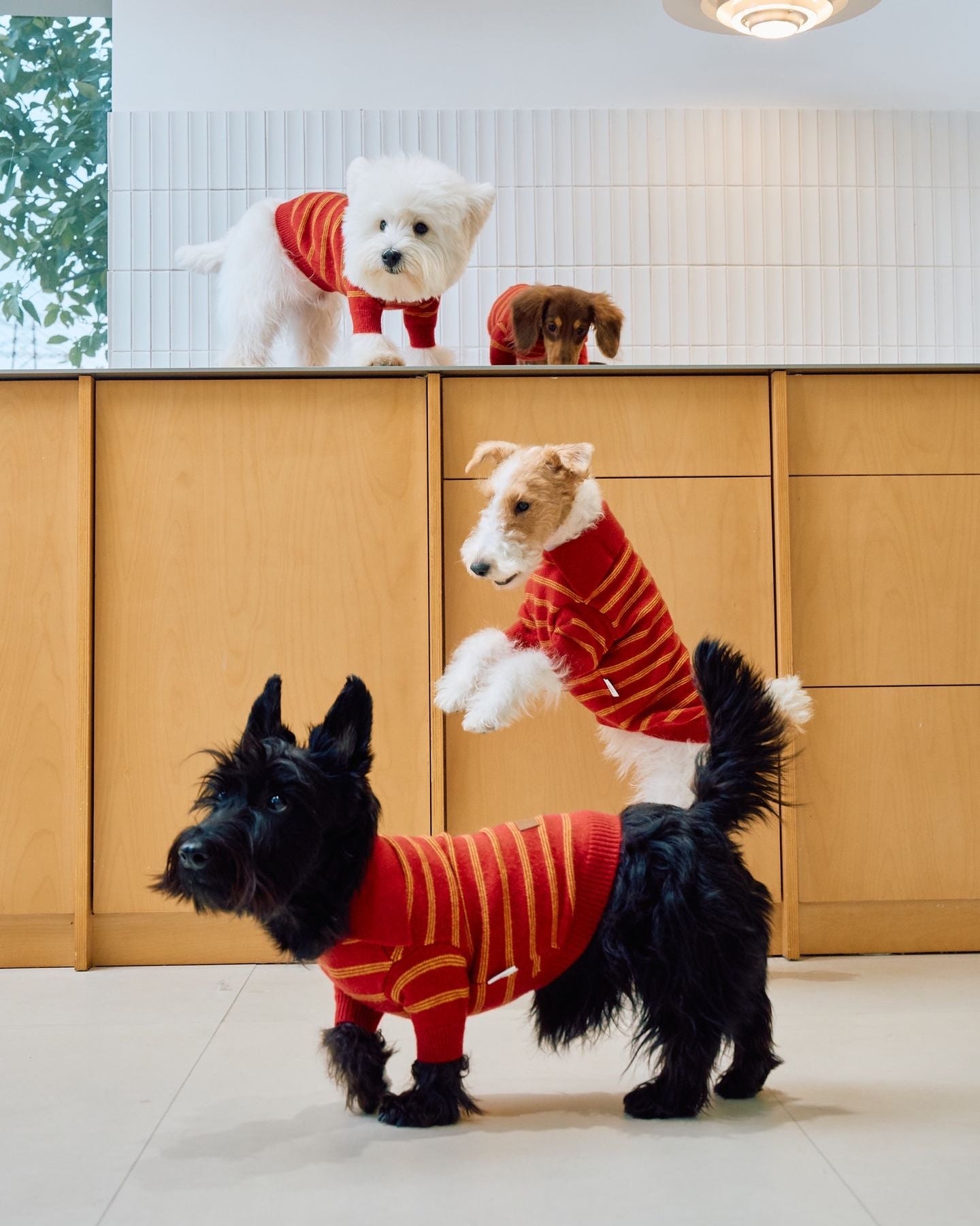 The Varsity Stripe Polo Sweater | Ruby Red