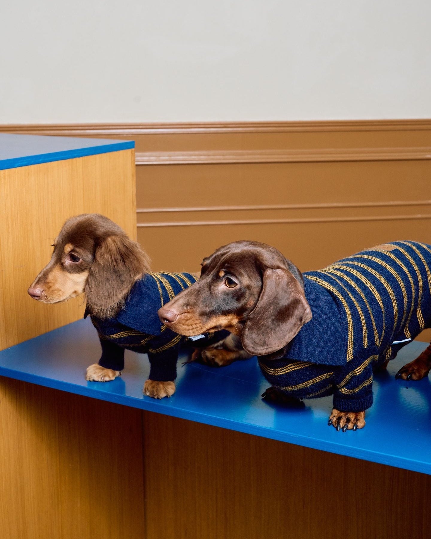 The Varsity Stripe Polo Sweater | Navy