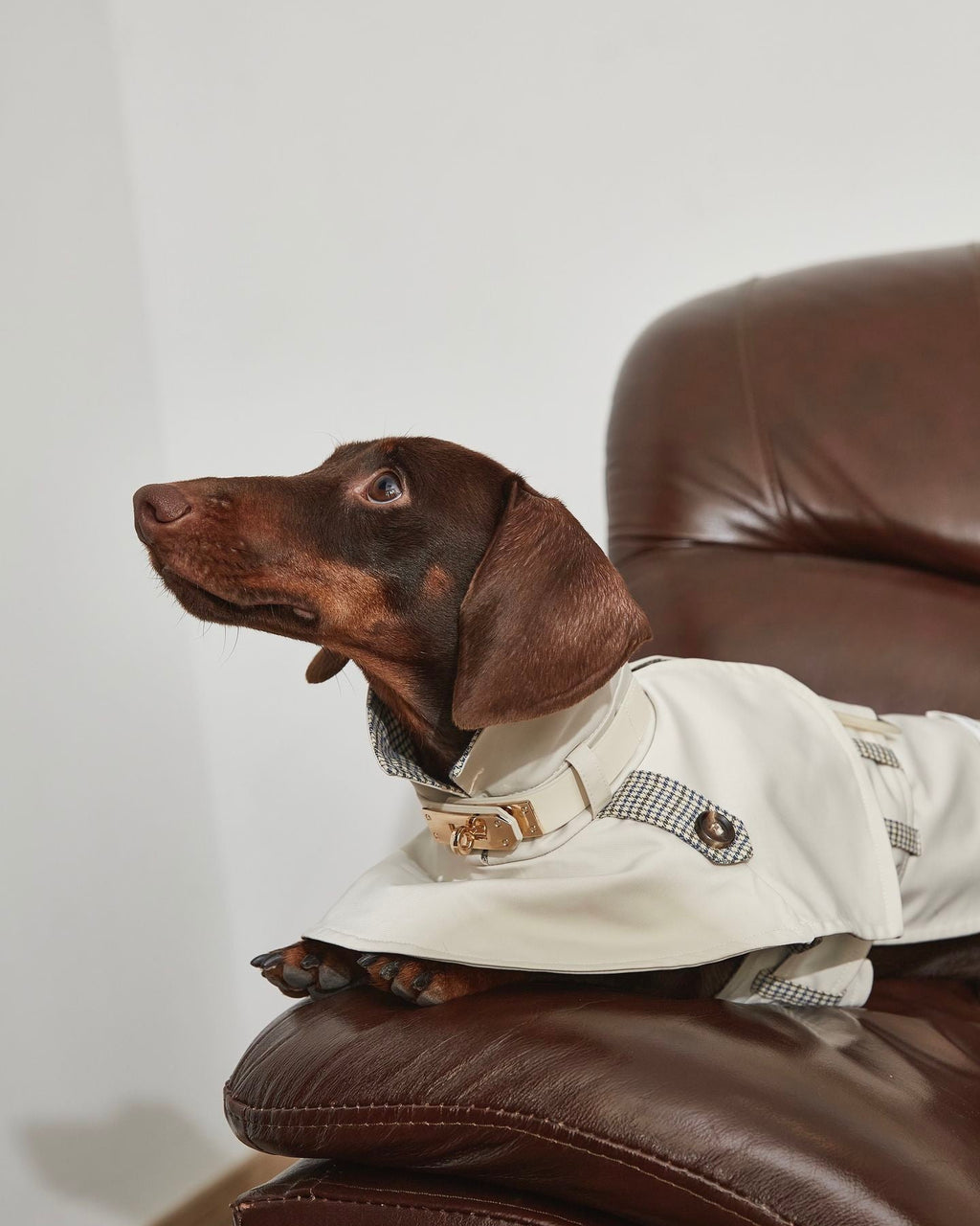 Dachshund Trenchcoat, Khakifarbener karierter Hunde-Regenmantel, winddichte Haustierjacke für langrückige Hunde