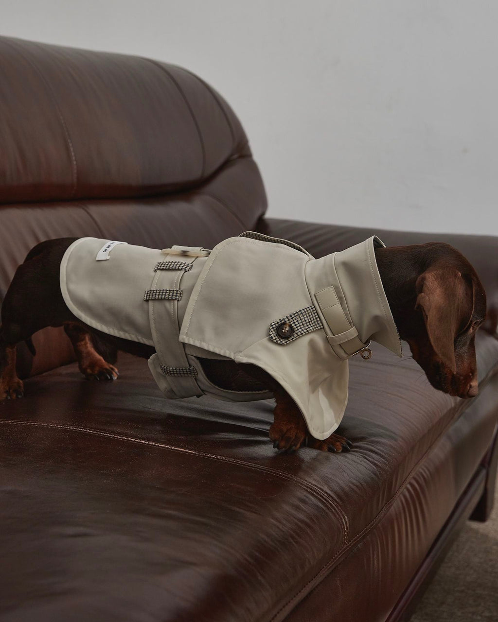 Dachshund Trenchcoat, Khakifarbener karierter Hunde-Regenmantel, winddichte Haustierjacke für langrückige Hunde