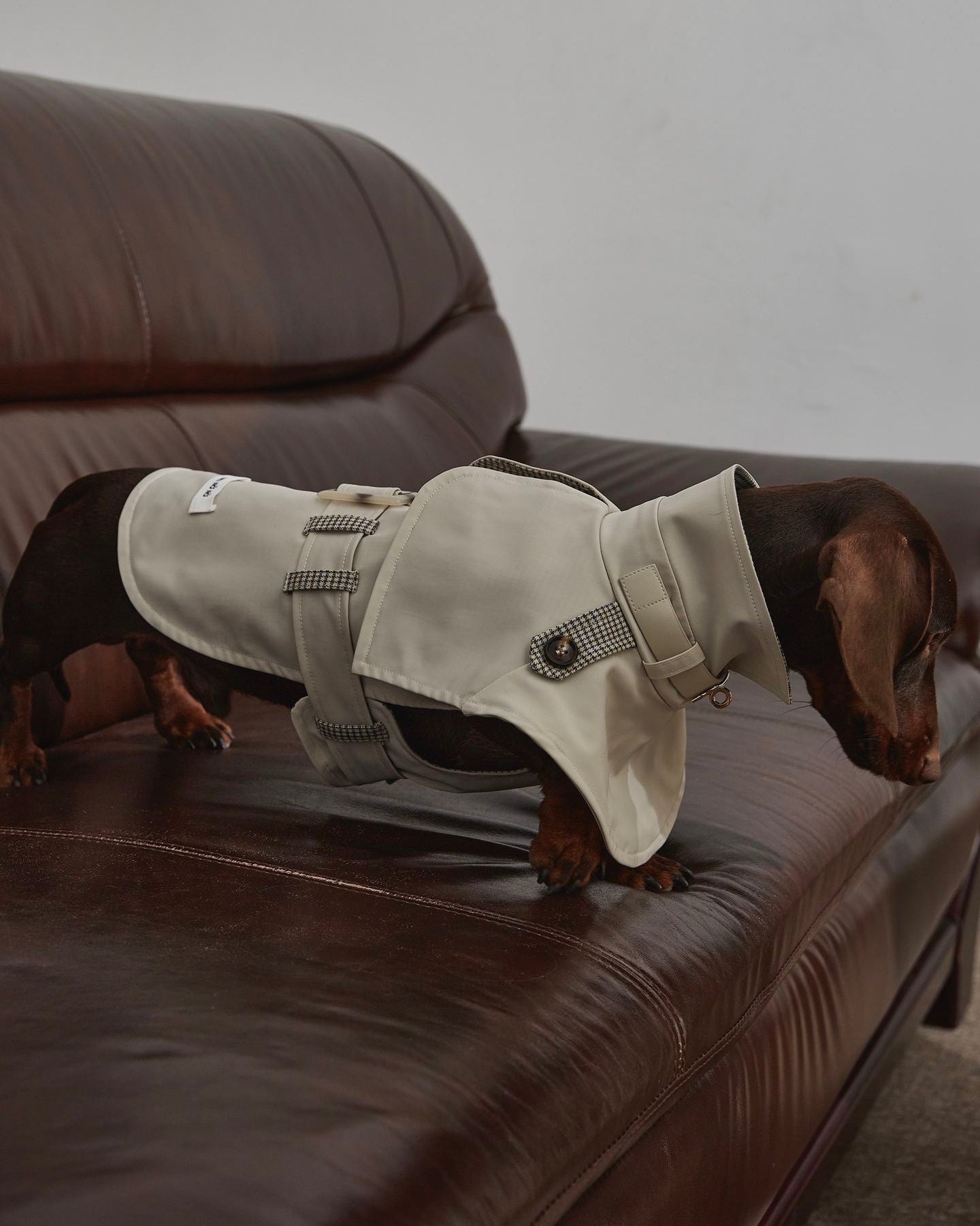 Dachshund Trenchcoat, Khakifarbener karierter Hunde-Regenmantel, winddichte Haustierjacke für langrückige Hunde