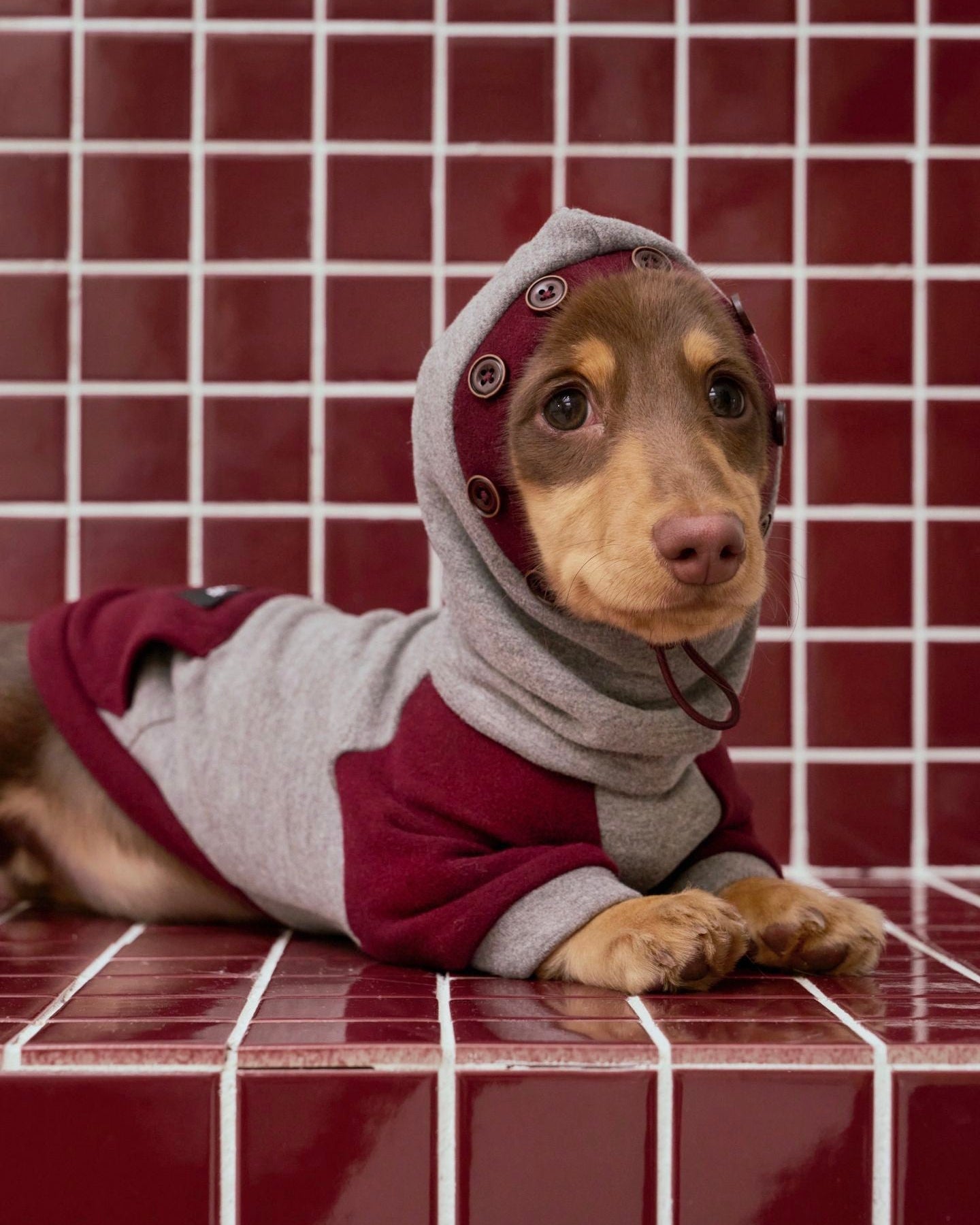 Sweat à capuche en polaire Teckel gris bordeaux mignon, combinaison élégante et chaude pour chien, tenue tendance pour chiots