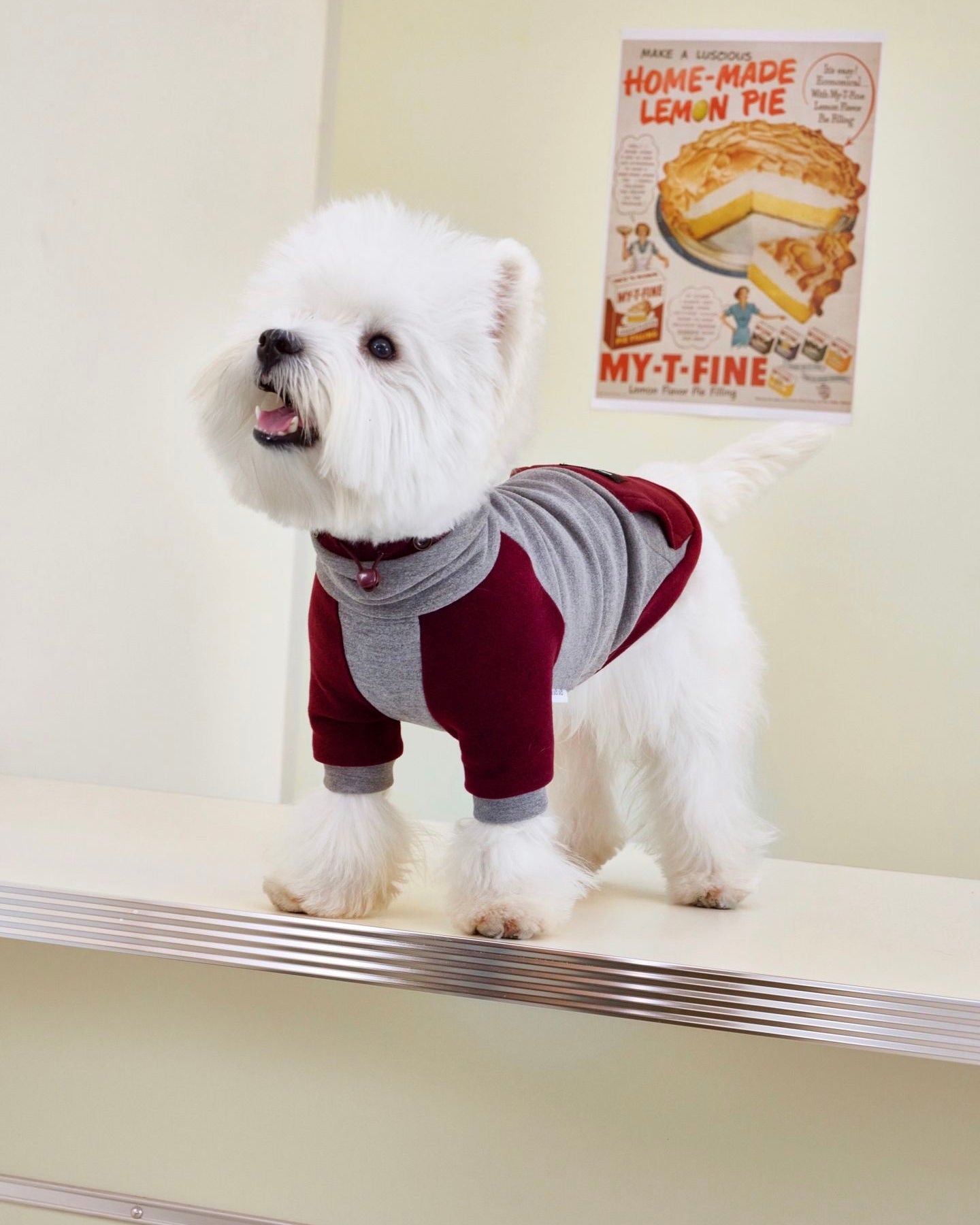 Sweat à capuche en polaire Teckel gris bordeaux mignon, combinaison élégante et chaude pour chien, tenue tendance pour chiots