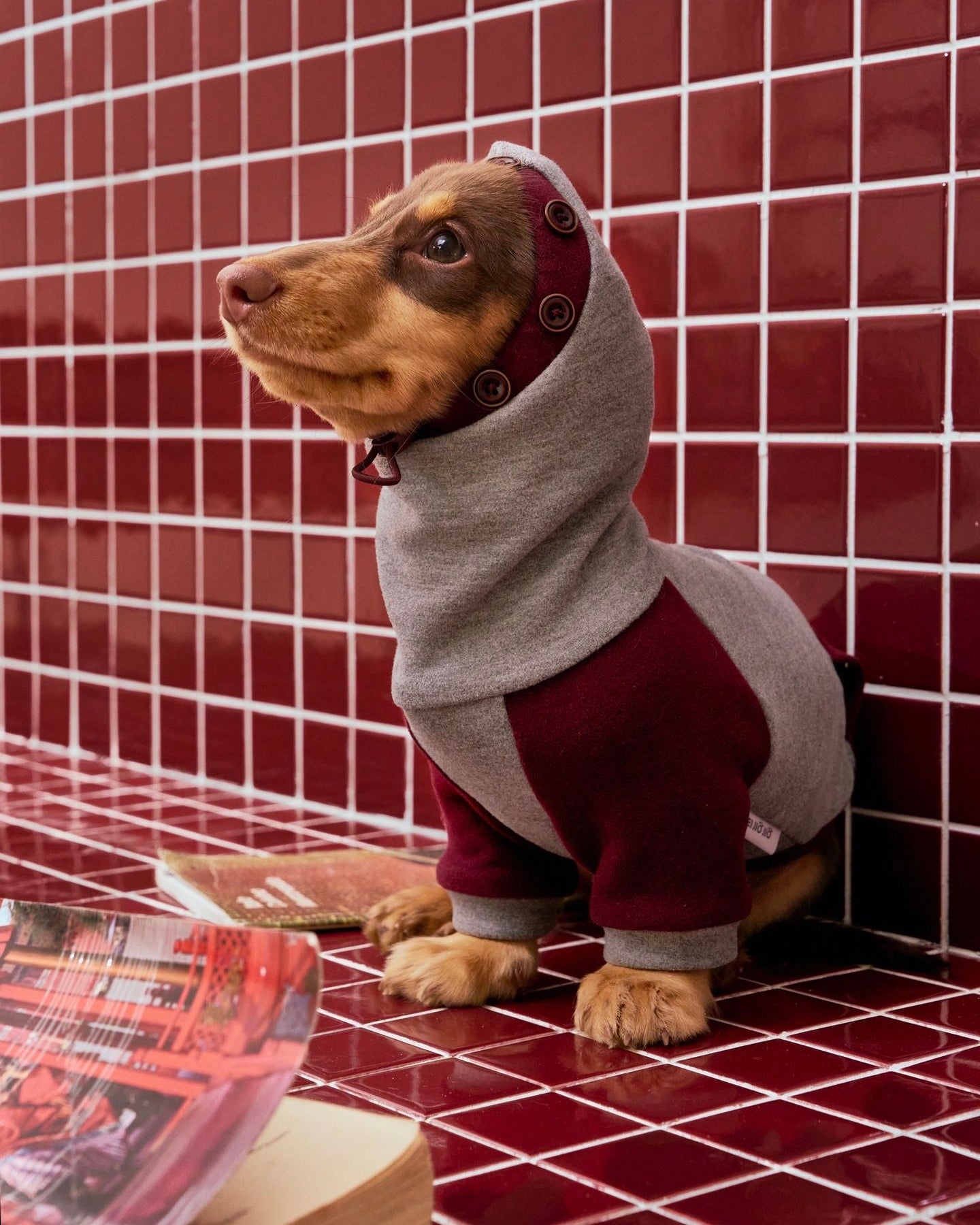 Sweat à capuche en polaire Teckel gris bordeaux mignon, combinaison élégante et chaude pour chien, tenue tendance pour chiots