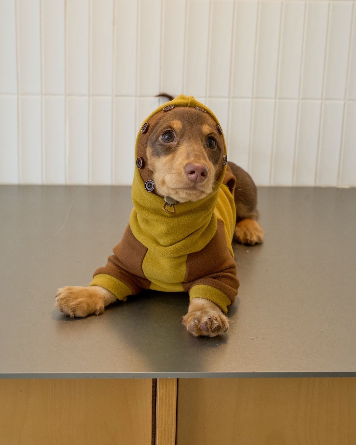 Sweat à capuche en molleton pour teckel, grenouillère pour chien color block moutarde et marron, pyjama chaud d'hiver pour chiens à corps long