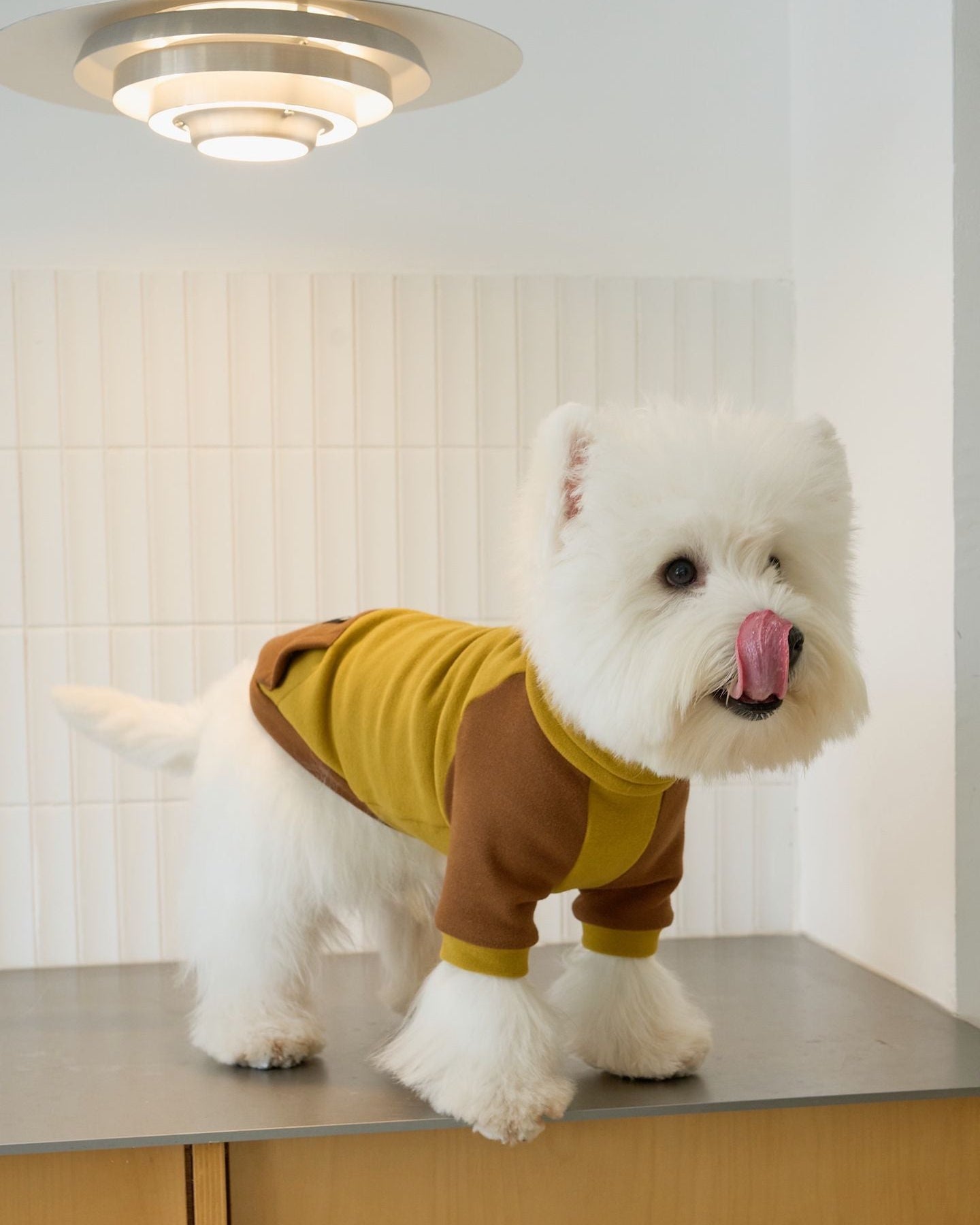 Sweat à capuche en molleton pour teckel, grenouillère pour chien color block moutarde et marron, pyjama chaud d'hiver pour chiens à corps long