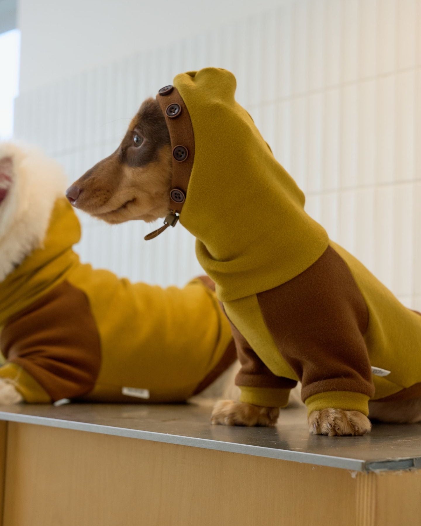 Sweat à capuche en molleton pour teckel, grenouillère pour chien color block moutarde et marron, pyjama chaud d'hiver pour chiens à corps long