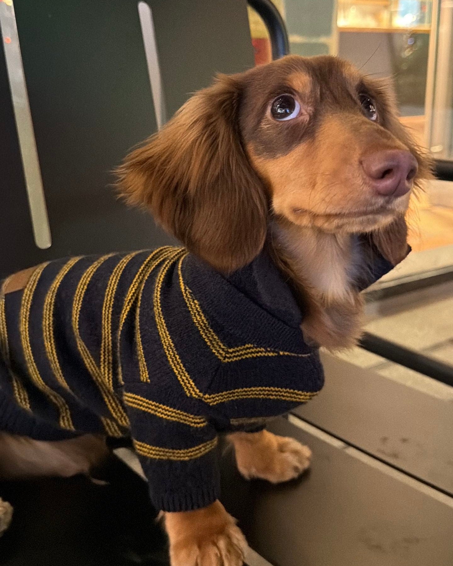 The Varsity Stripe Polo Sweater | Navy
