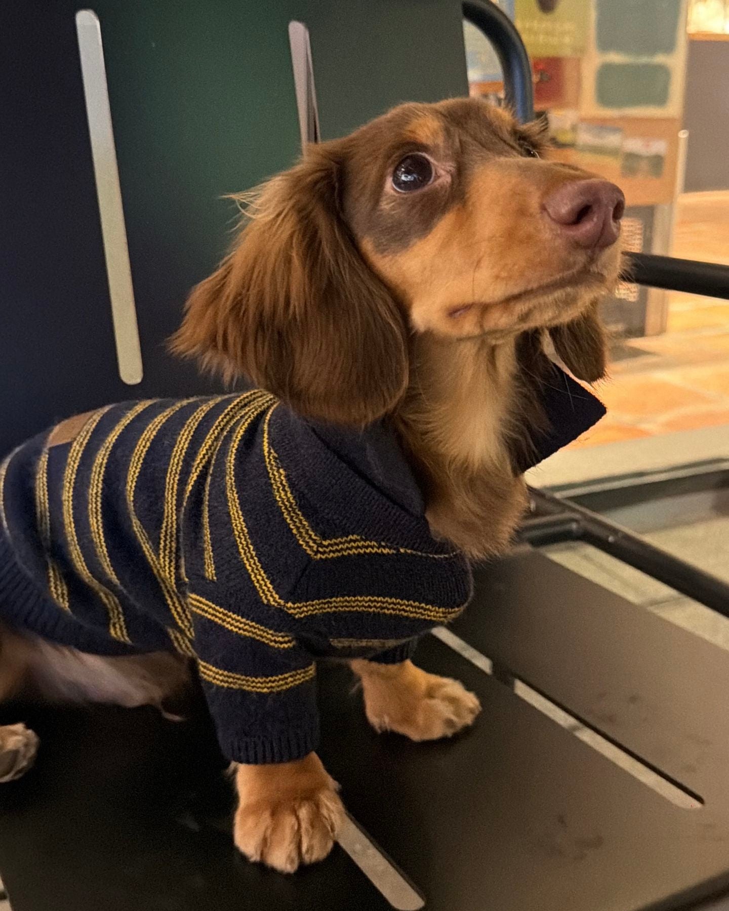 The Varsity Stripe Polo Sweater | Navy