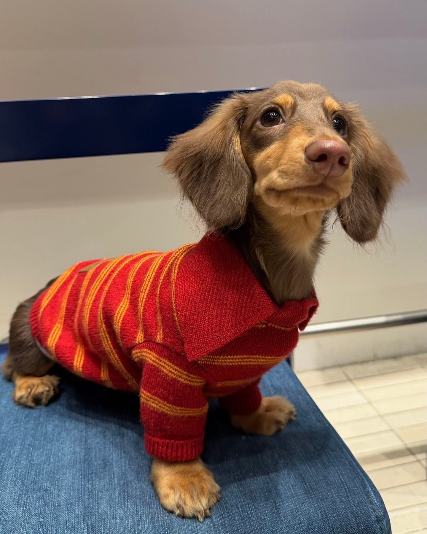 The Varsity Stripe Polo Sweater | Ruby Red