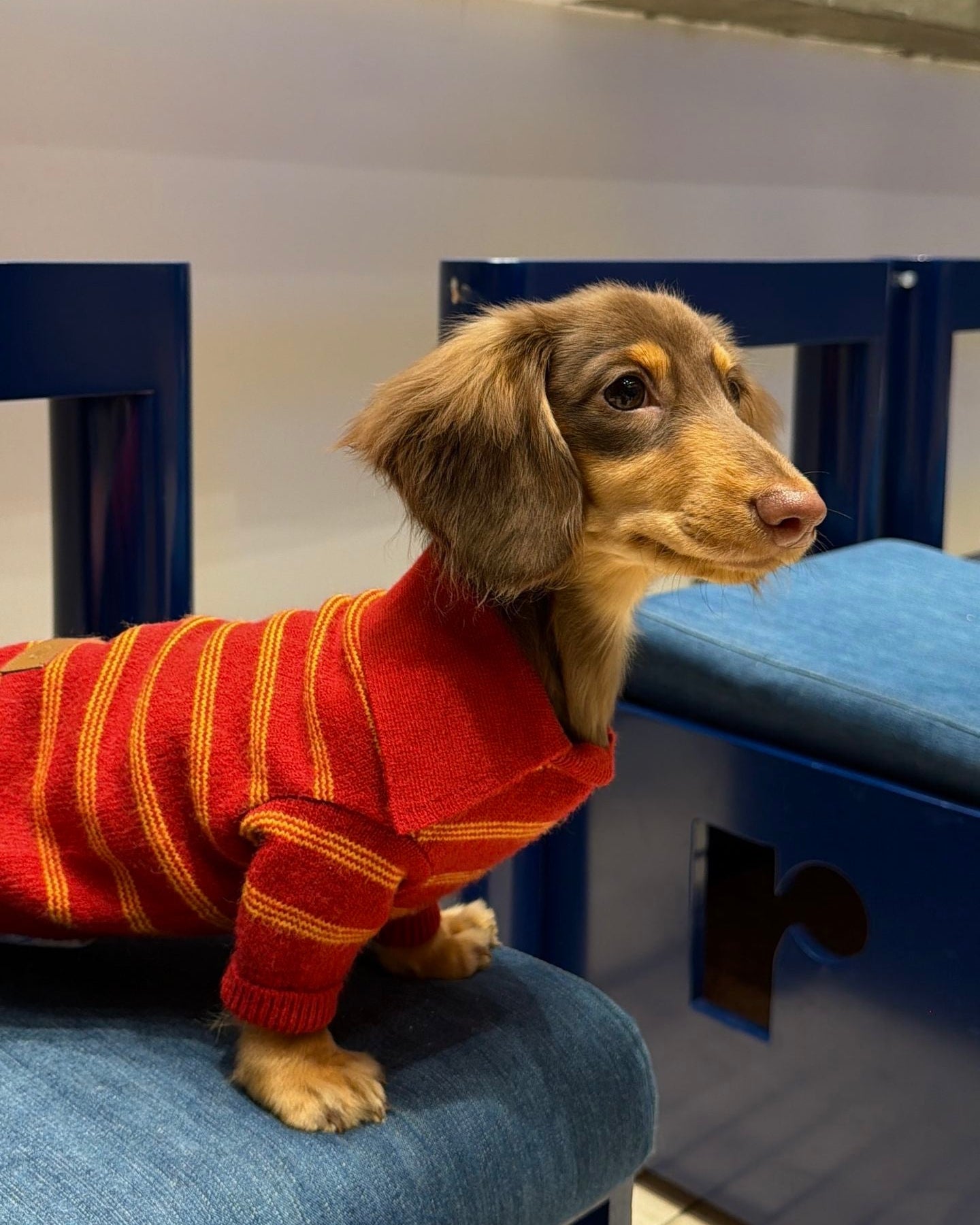 The Varsity Stripe Polo Sweater | Ruby Red