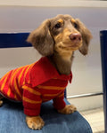 The Varsity Stripe Polo Sweater | Ruby Red