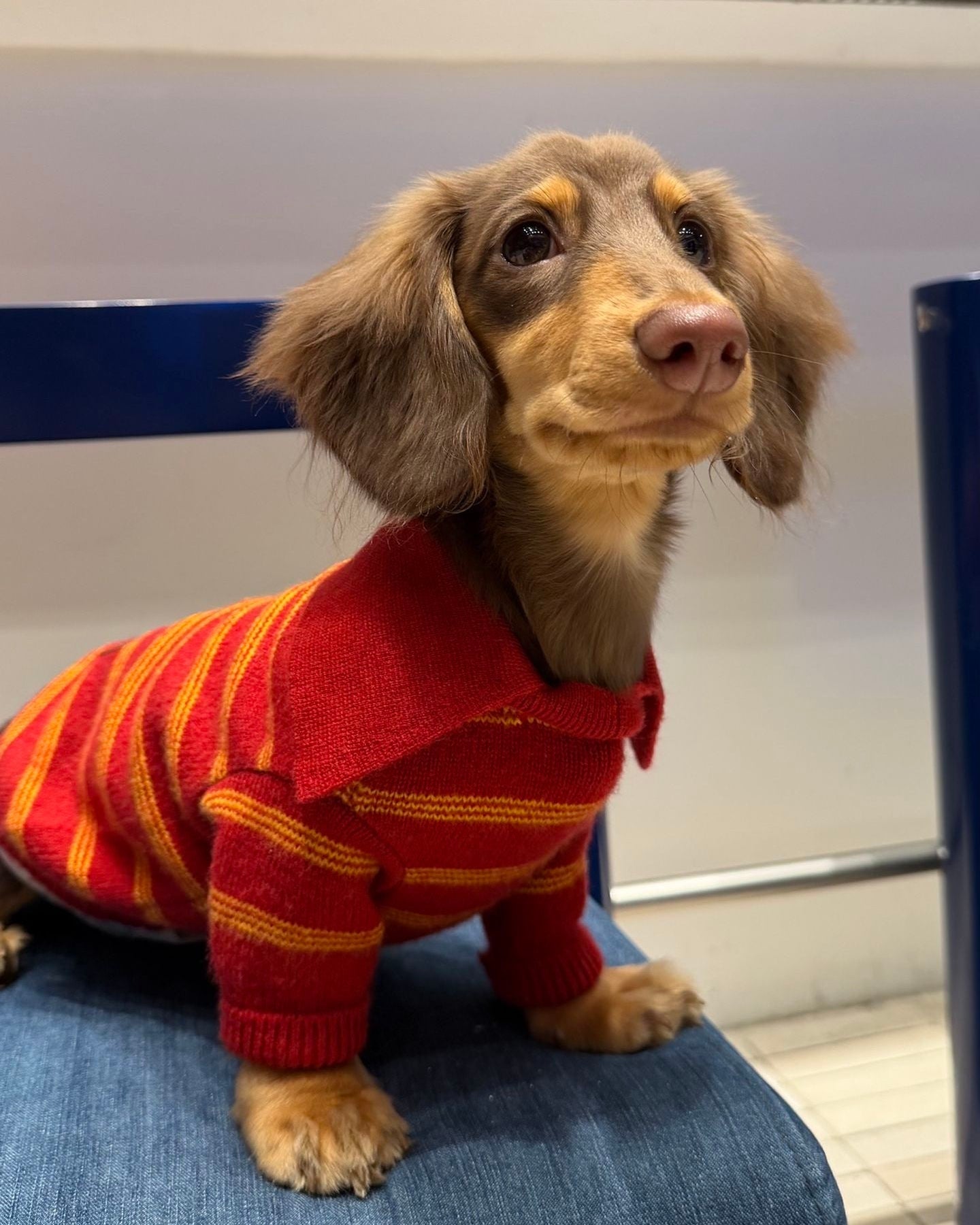 The Varsity Stripe Polo Sweater | Ruby Red