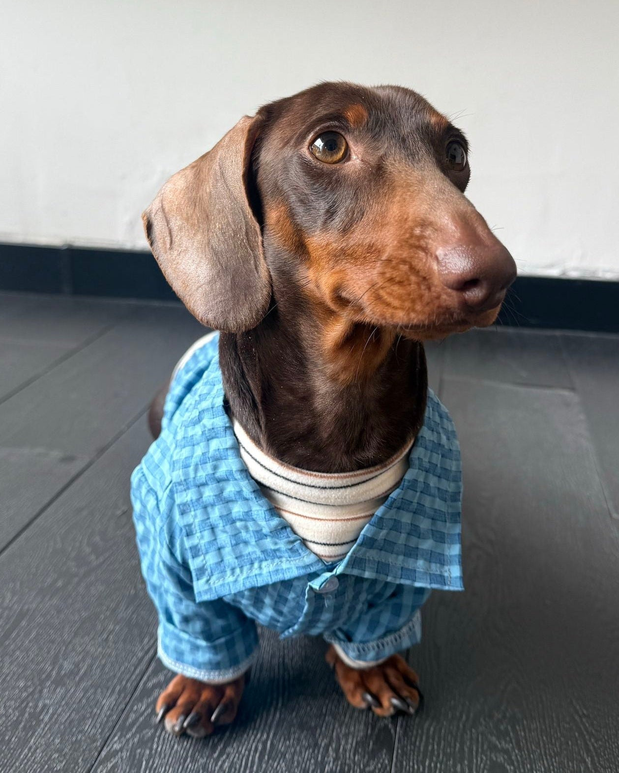 The Textured Plaid Button-Down | Premium Cotton Knit