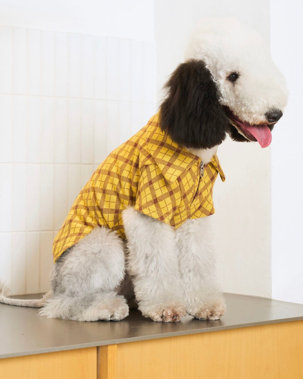 The Ivy League Checkered Zip Shirt