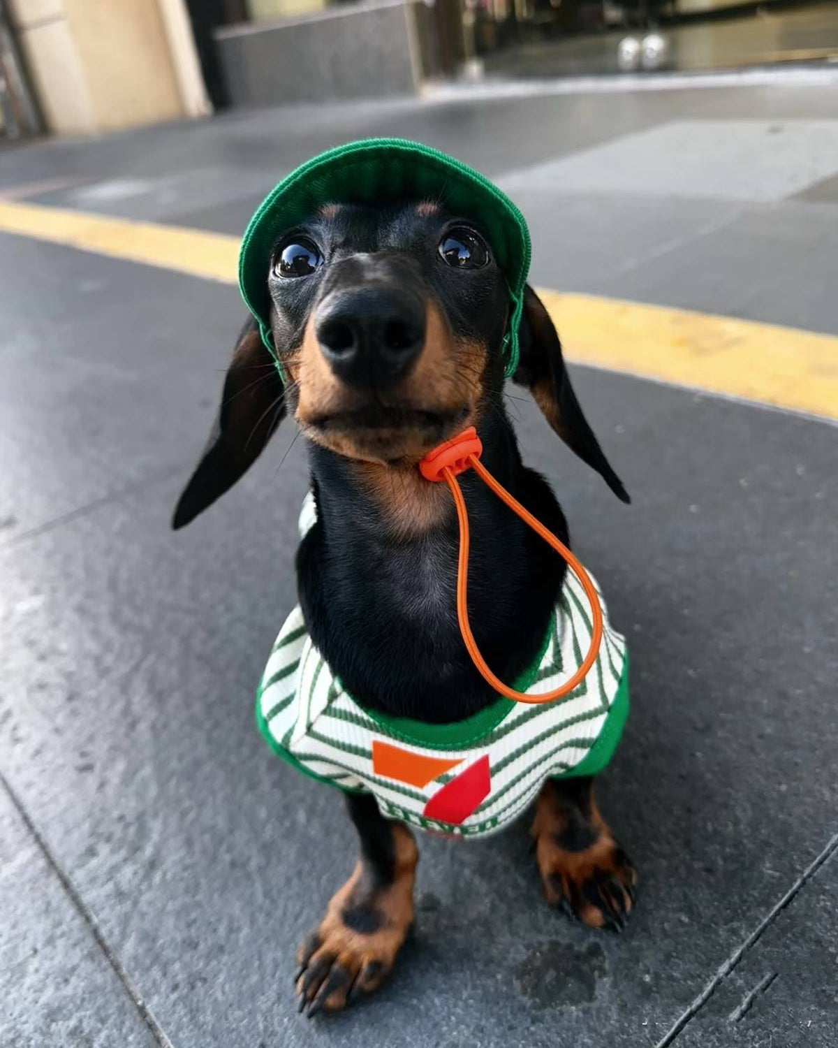 The "ELEVEN" Convenience Store Pet Vest & Hat Set