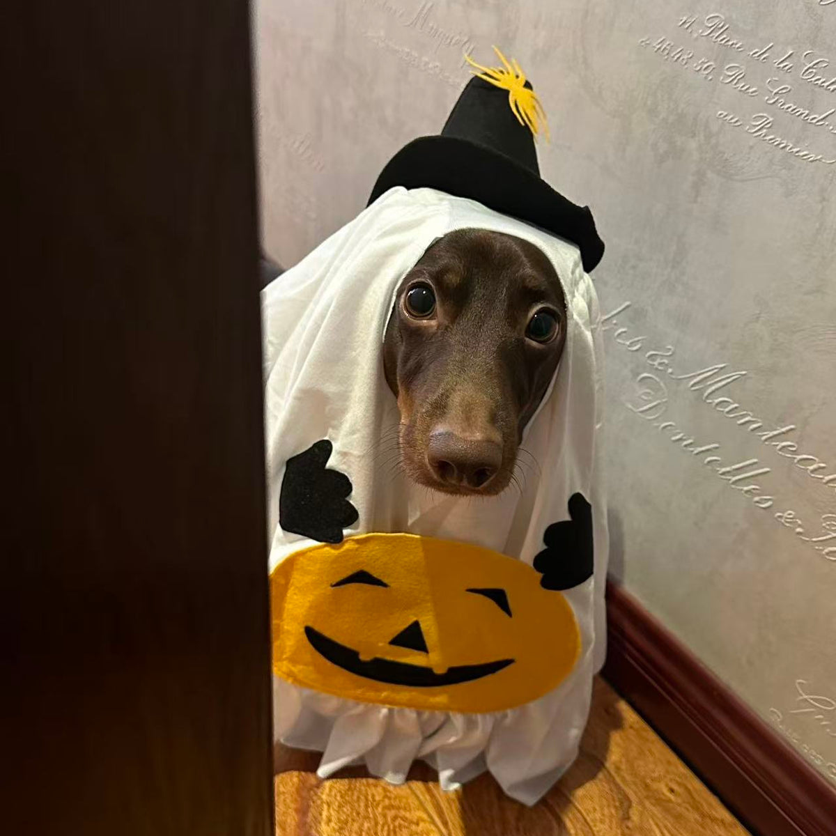 Halloween Ghost Dog Costume with Witch Hat & Pumpkin Detail