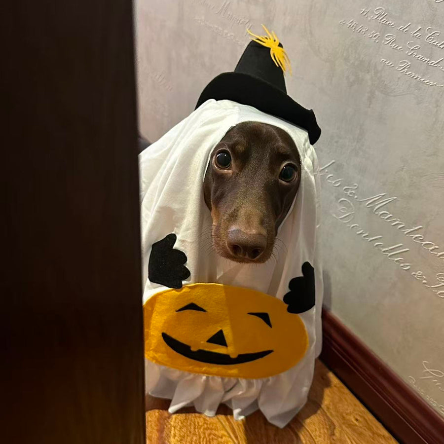 Halloween Ghost Dog Costume with Witch Hat & Pumpkin Detail
