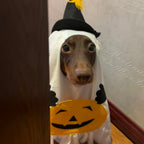 Halloween Ghost Dog Costume with Witch Hat & Pumpkin Detail