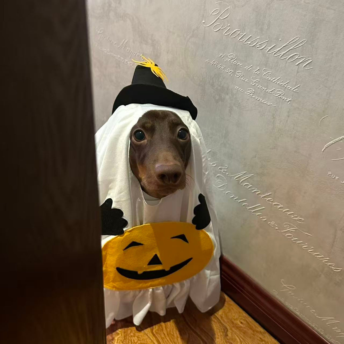 Halloween Ghost Dog Costume with Witch Hat & Pumpkin Detail