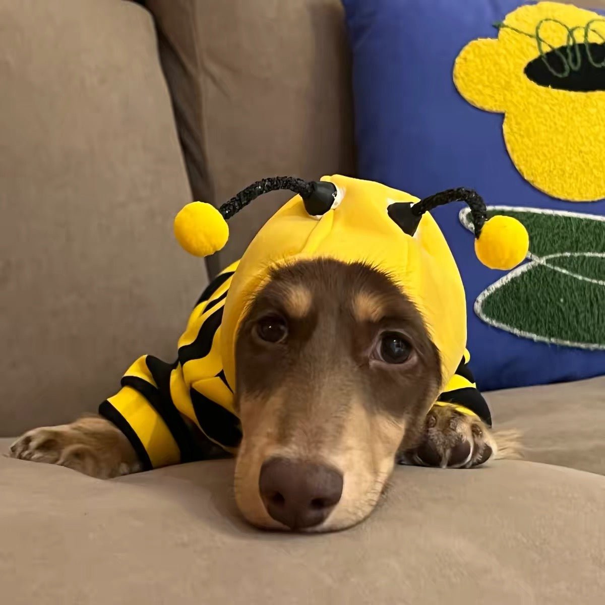 Cute Bumblebee Dachshund & Small Dog Hoodie Costume - Dapper Weenie Co