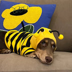 Cute Bumblebee Dachshund & Small Dog Hoodie Costume - Dapper Weenie Co