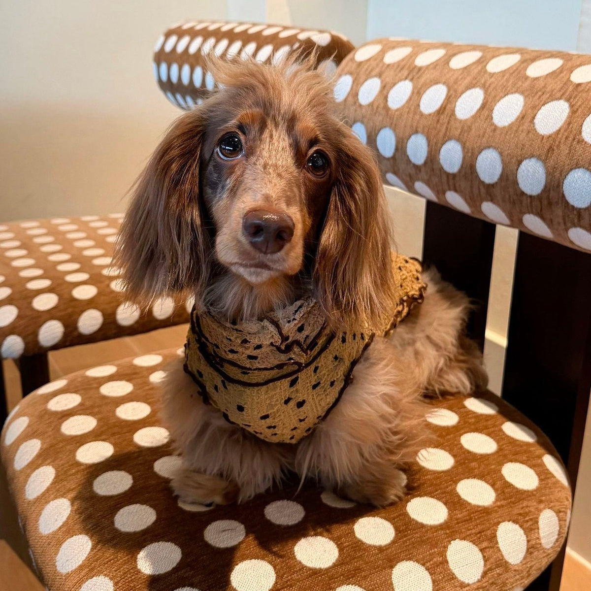 French Vintage Polka Dot Dog Shirt - Dapper Weenie Co