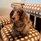 French Vintage Polka Dot Dog Shirt - Dapper Weenie Co