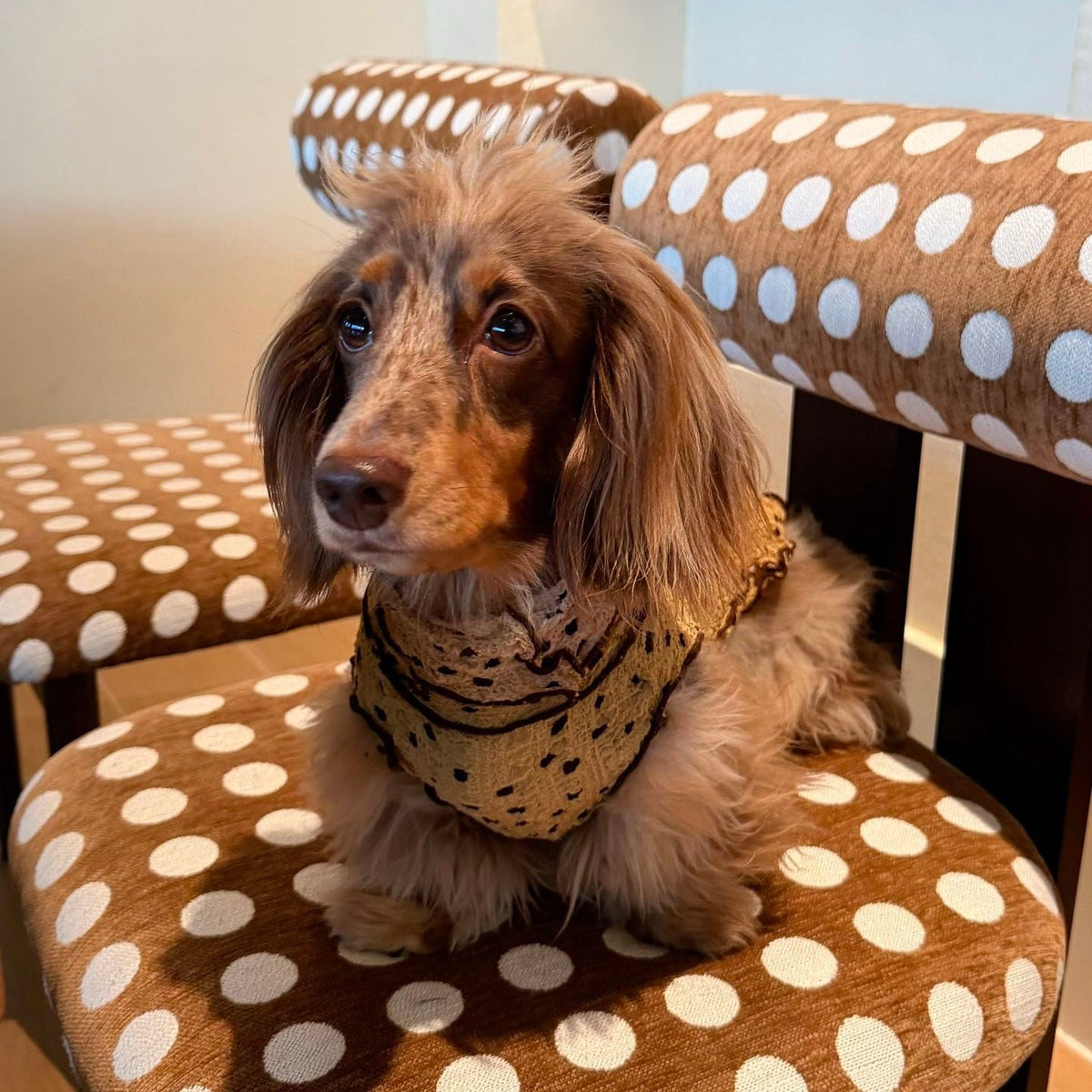 French Vintage Polka Dot Dog Shirt - Dapper Weenie Co