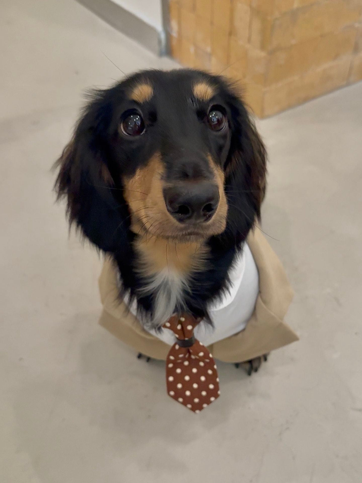 Gentleman Pet Suit Outfit with Shirt Collar & Tie - Dapper Weenie Co