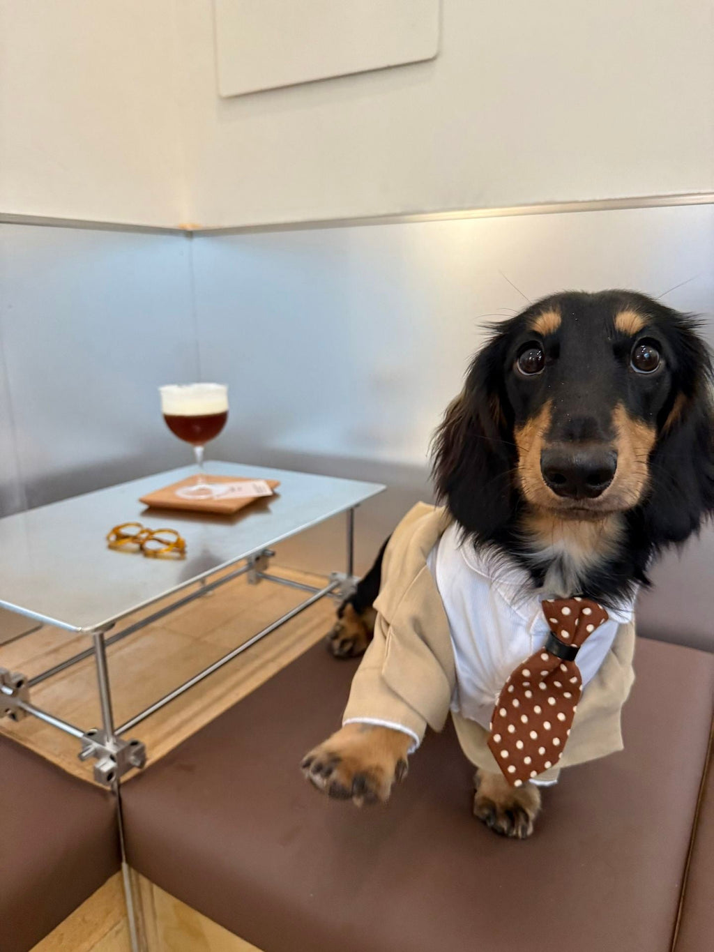 Gentleman Pet Suit Outfit with Shirt Collar & Tie - Dapper Weenie Co