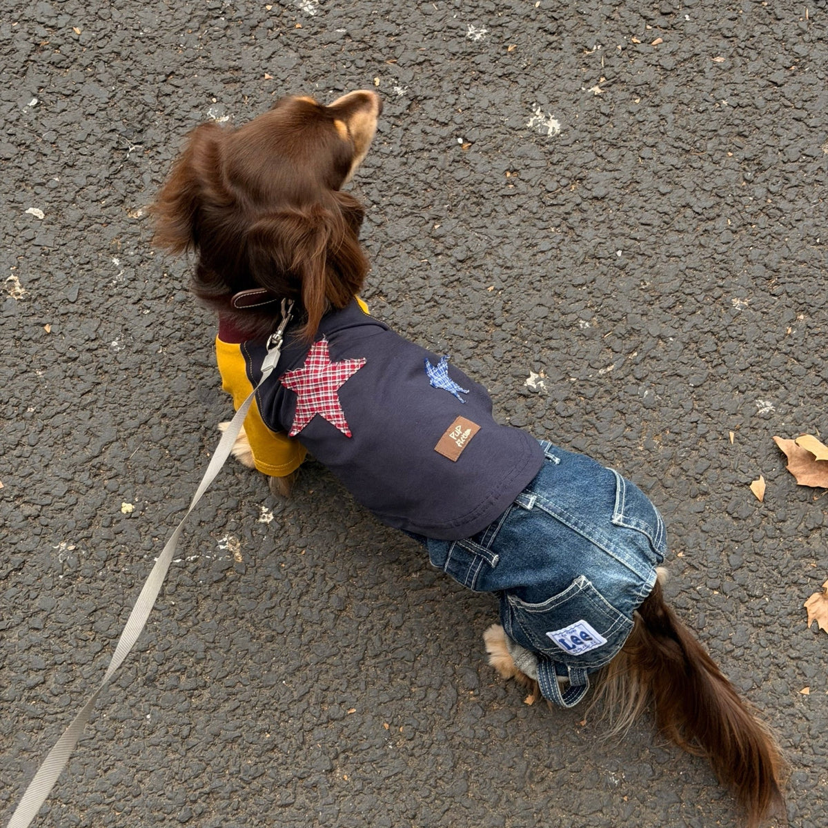 Plaid Star Appliqué Dog T-Shirt - Dapper Weenie Co