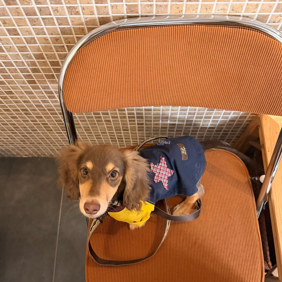 Plaid Star Appliqué Dog T-Shirt - Dapper Weenie Co