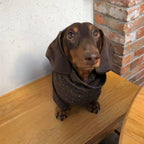 Retro Brown Star Print Dog Turtleneck Shirt with Blue Contrast Trim - Dapper Weenie Co