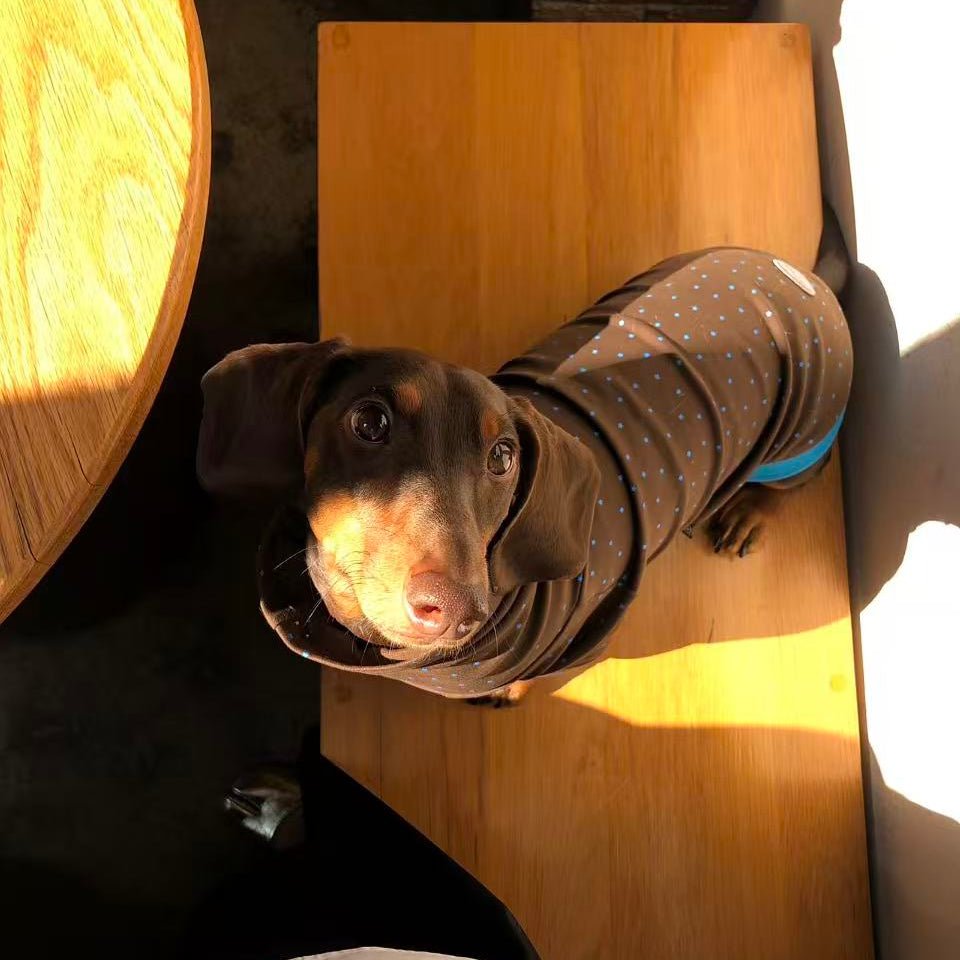Retro Brown Star Print Dog Turtleneck Shirt with Blue Contrast Trim - Dapper Weenie Co