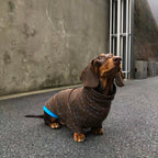 Retro Brown Star Print Dog Turtleneck Shirt with Blue Contrast Trim - Dapper Weenie Co
