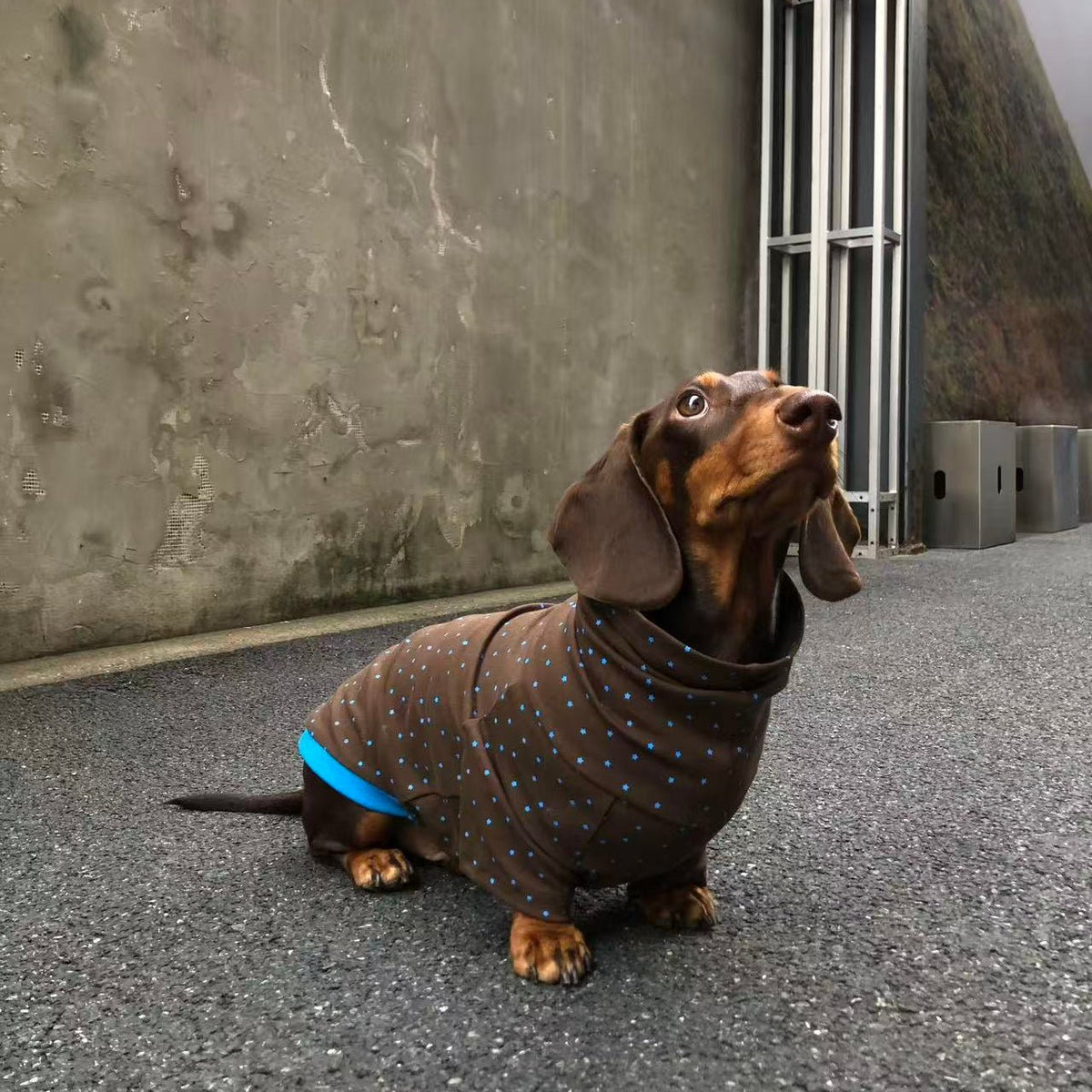 Retro Brown Star Print Dog Turtleneck Shirt with Blue Contrast Trim - Dapper Weenie Co