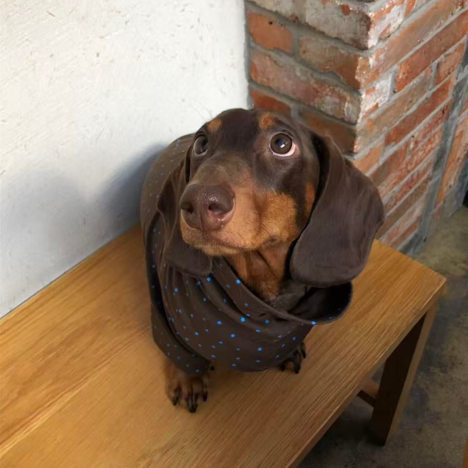 Retro Brown Star Print Dog Turtleneck Shirt with Blue Contrast Trim - Dapper Weenie Co