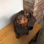 Retro Brown Star Print Dog Turtleneck Shirt with Blue Contrast Trim - Dapper Weenie Co