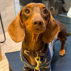 Retro Preppy Striped Dog Shirt - Dapper Weenie Co