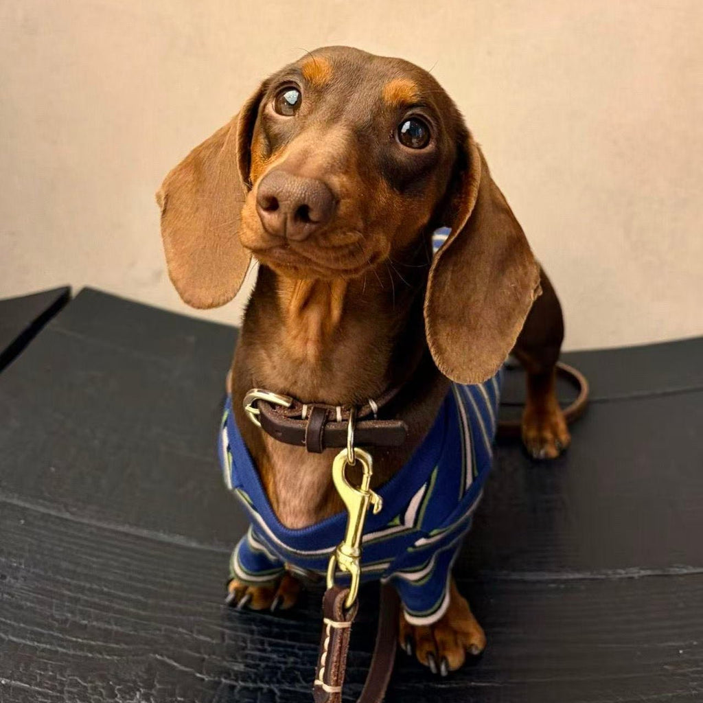 Retro Preppy Striped Dog Shirt - Dapper Weenie Co