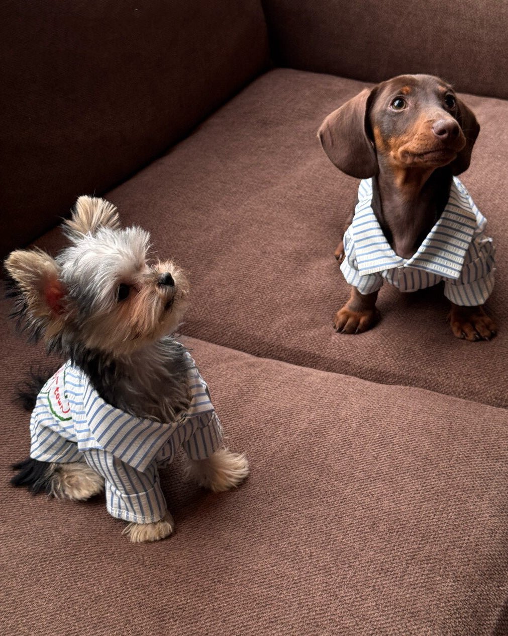 The Doggie Town Seersucker Striped Shirt - Dapper Weenie Co