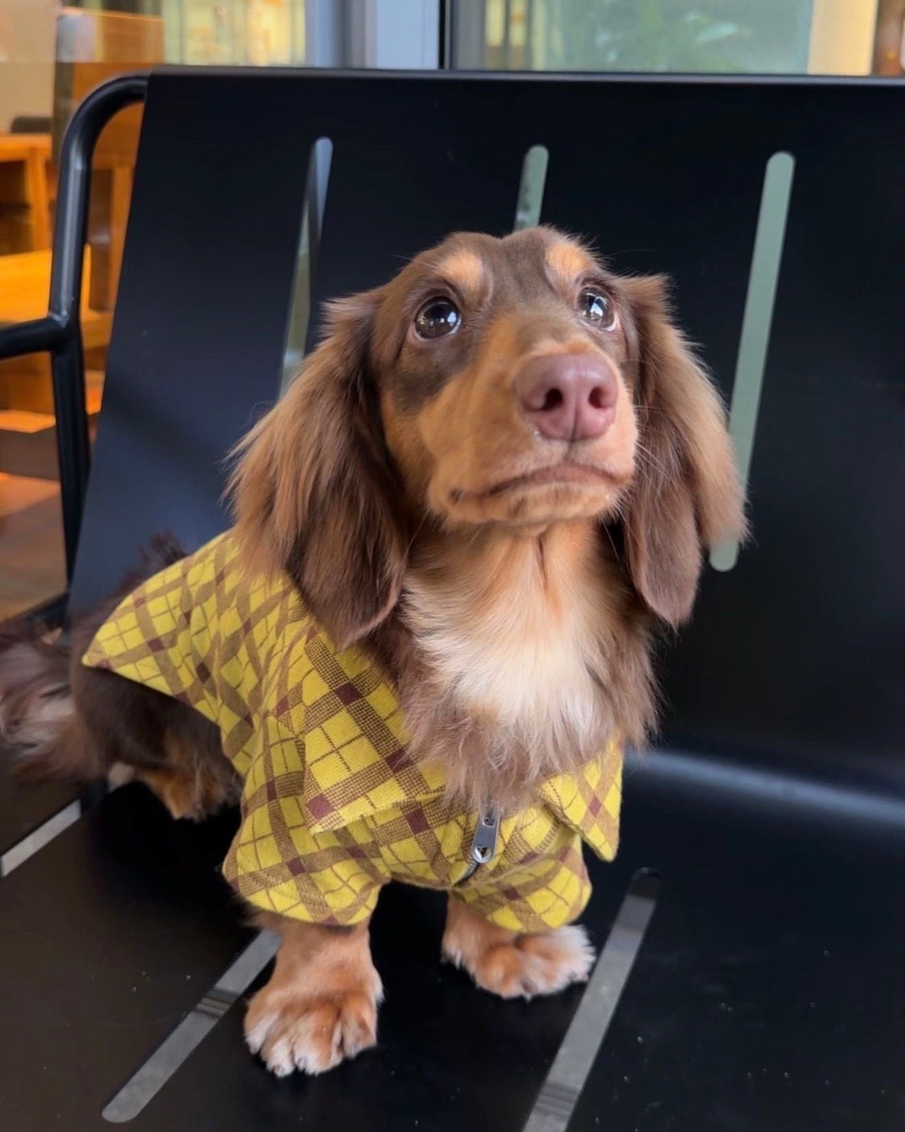 The Ivy League Checkered Zip Shirt - Dapper Weenie Co