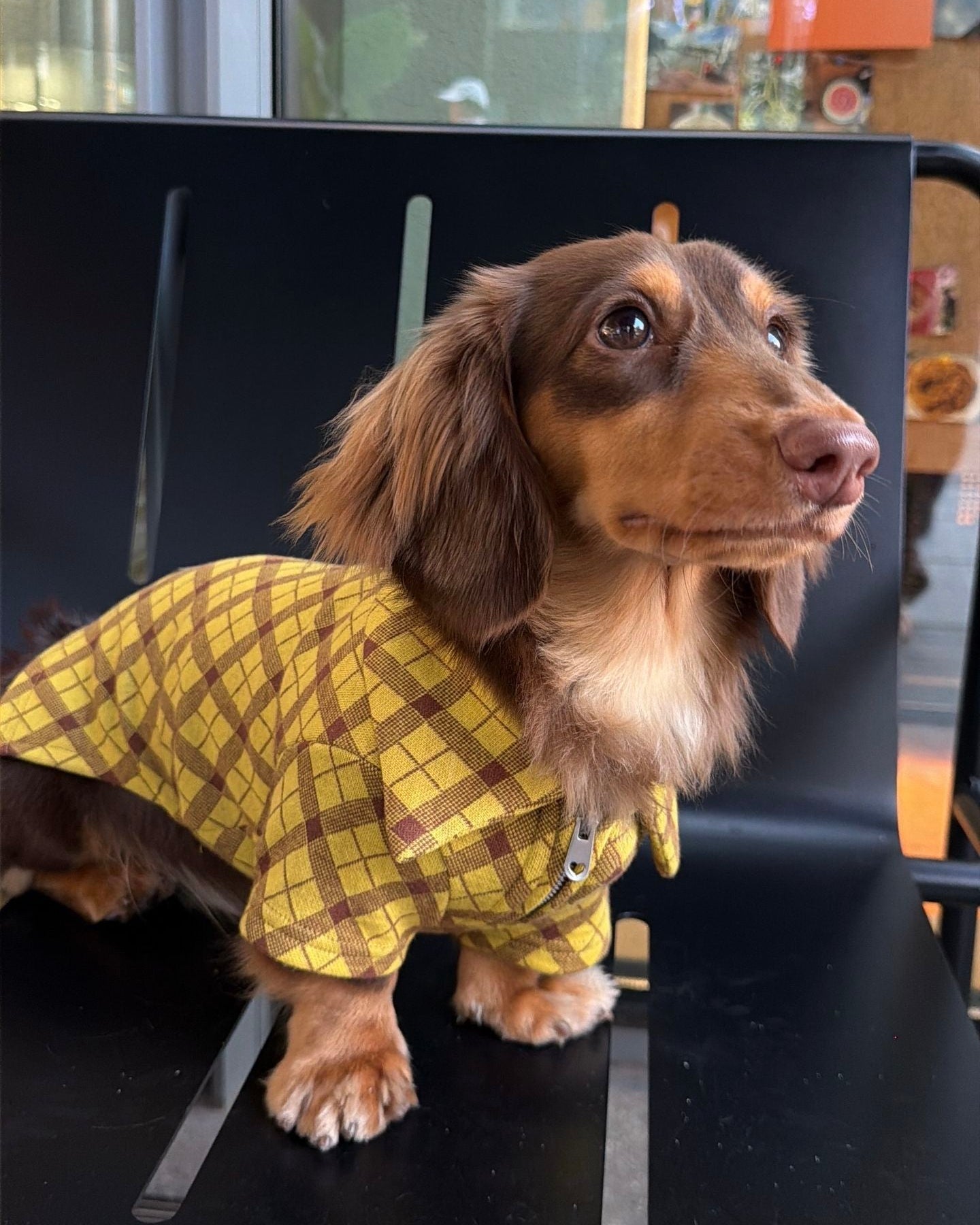 The Ivy League Checkered Zip Shirt - Dapper Weenie Co