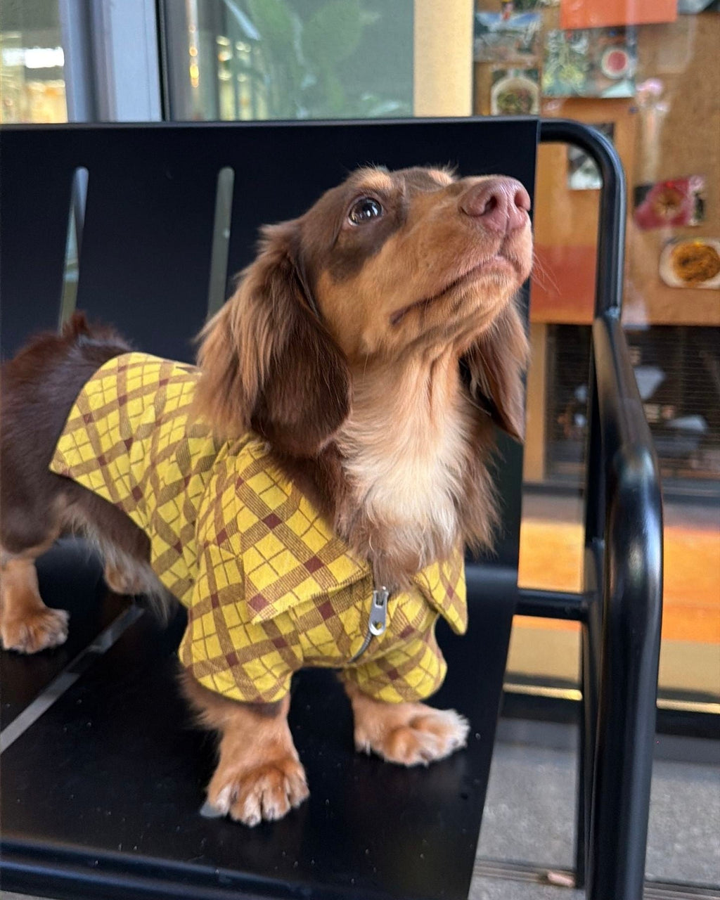 The Ivy League Checkered Zip Shirt - Dapper Weenie Co