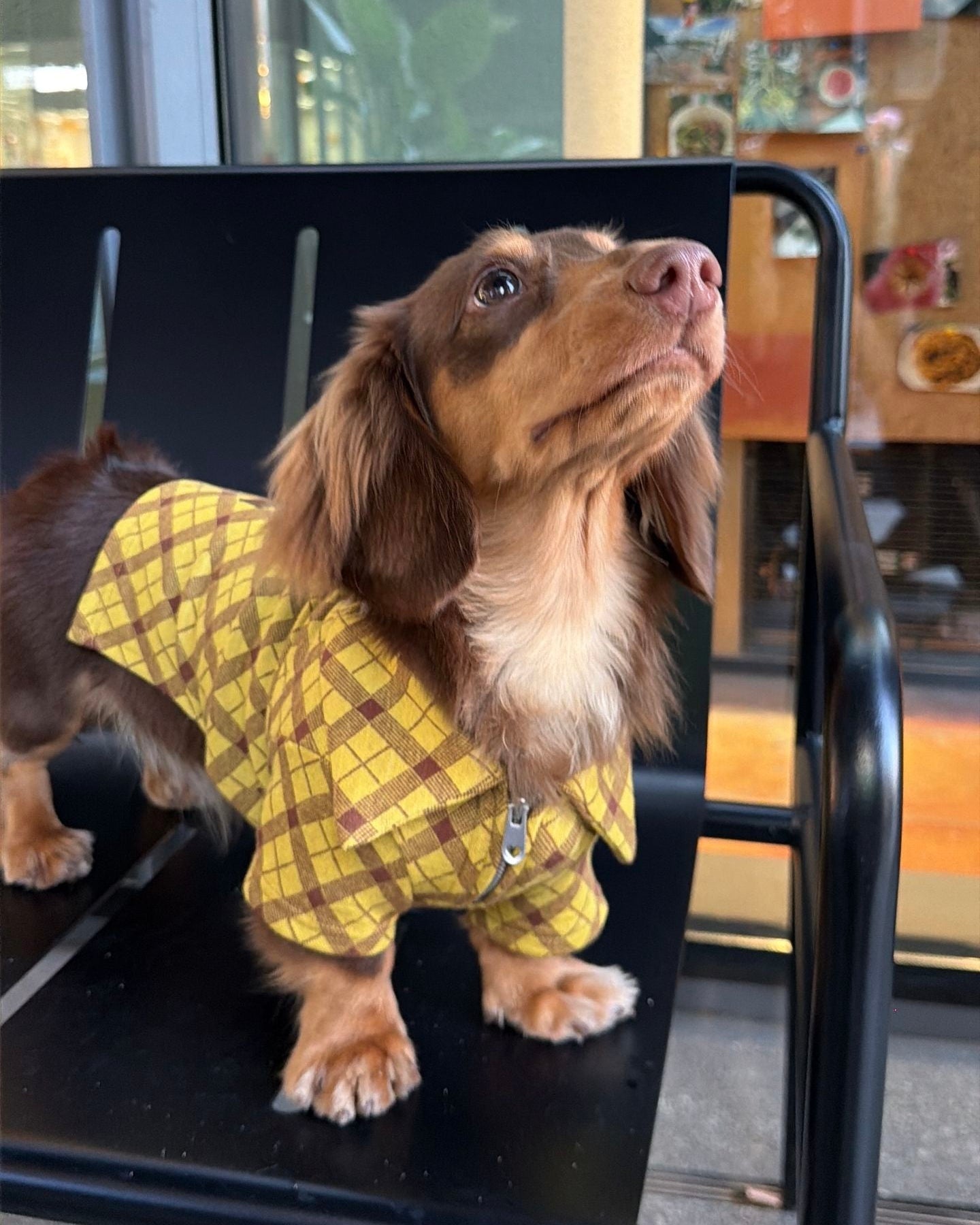 The Ivy League Checkered Zip Shirt - Dapper Weenie Co