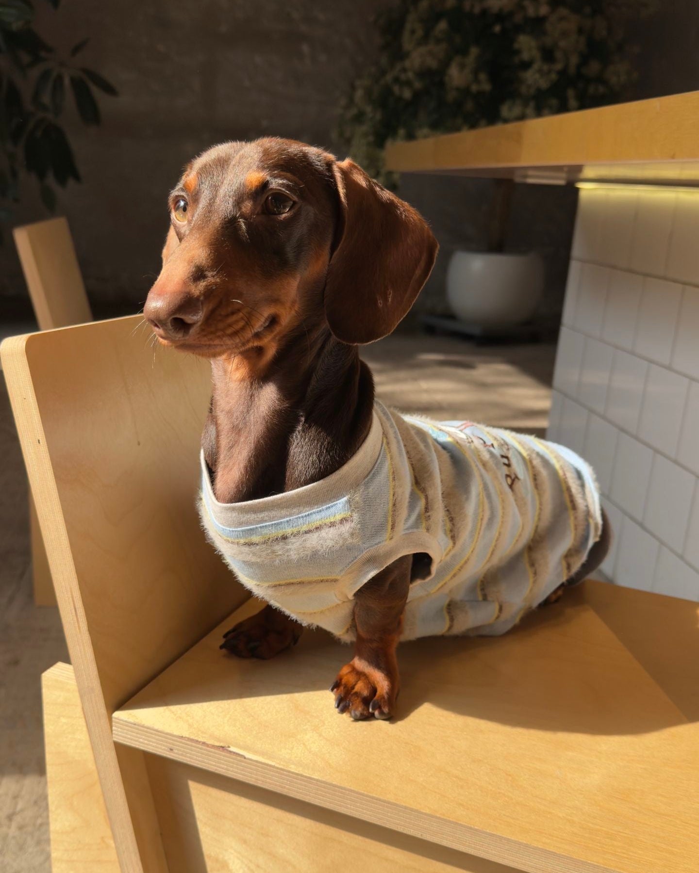 The Pawtitude Striped Knit Vest - Dapper Weenie Co