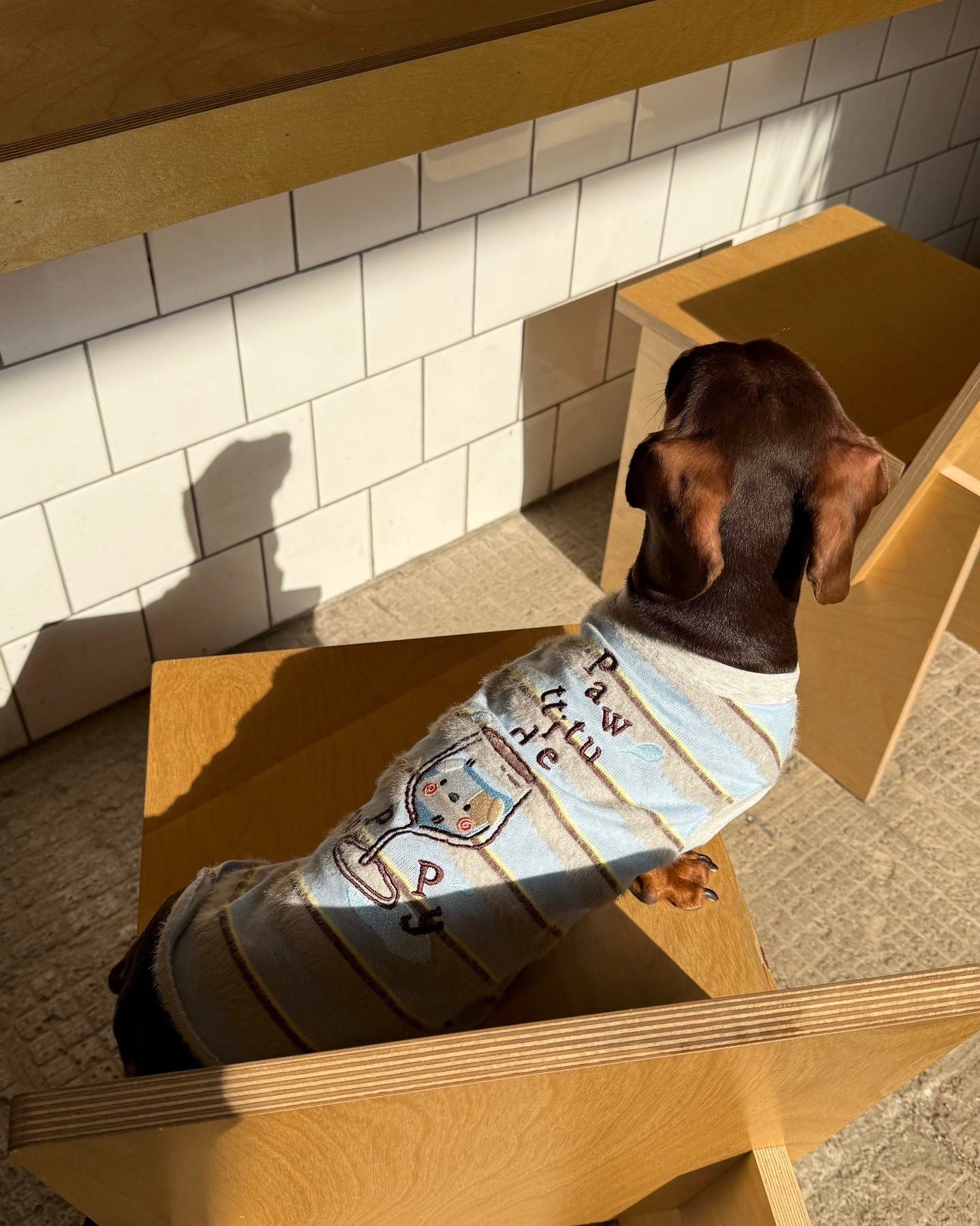 The Pawtitude Striped Knit Vest - Dapper Weenie Co