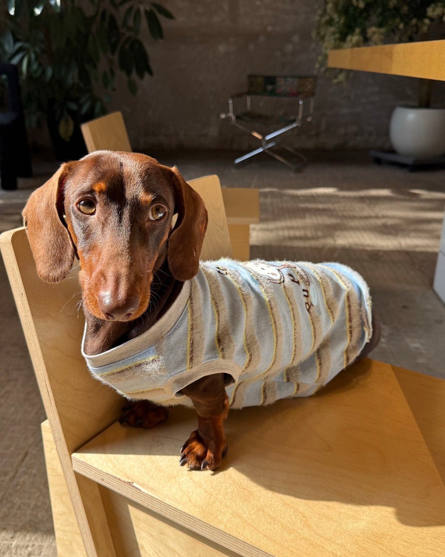 The Pawtitude Striped Knit Vest - Dapper Weenie Co