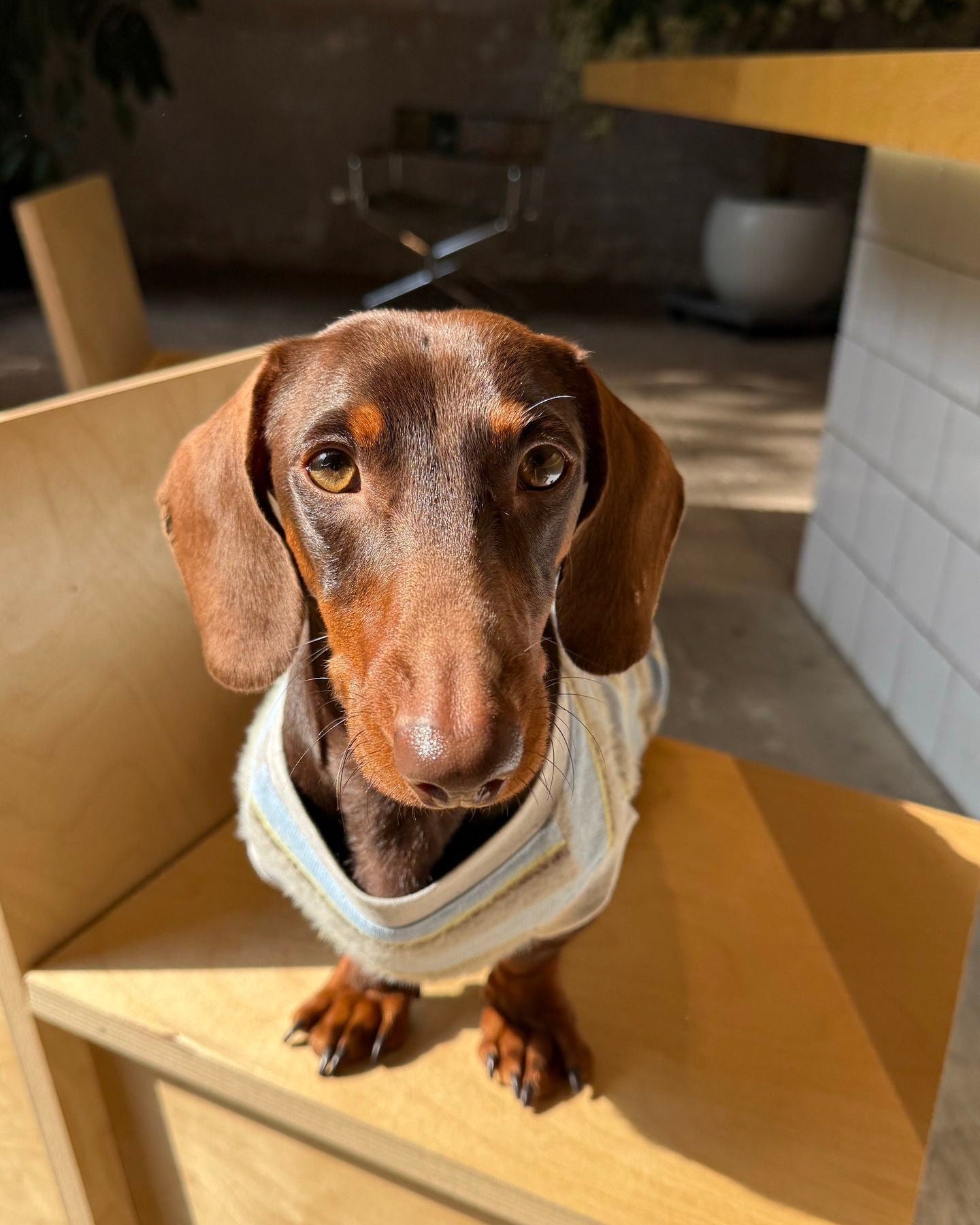 The Pawtitude Striped Knit Vest - Dapper Weenie Co